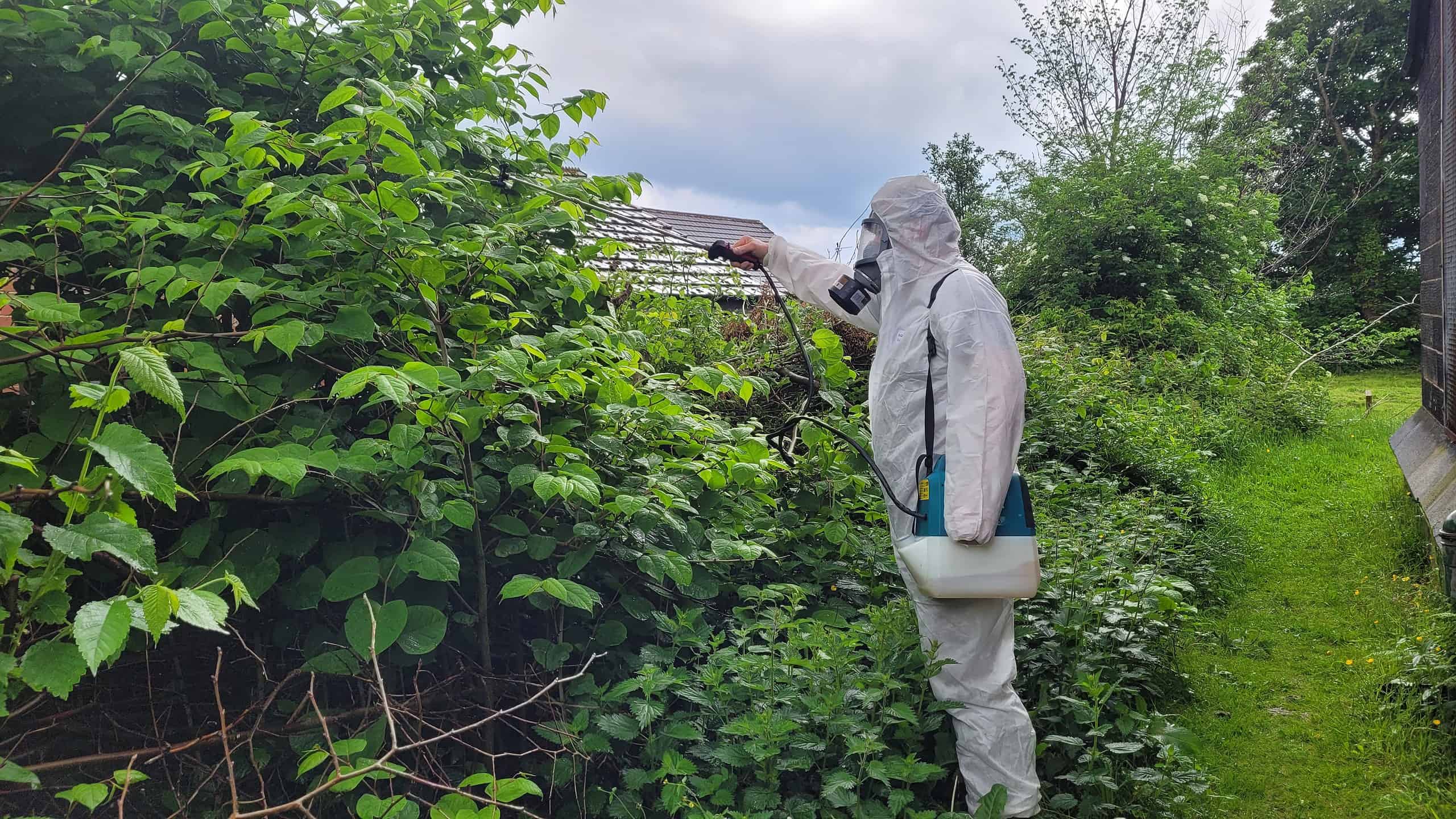 Japanese knotweed removal process