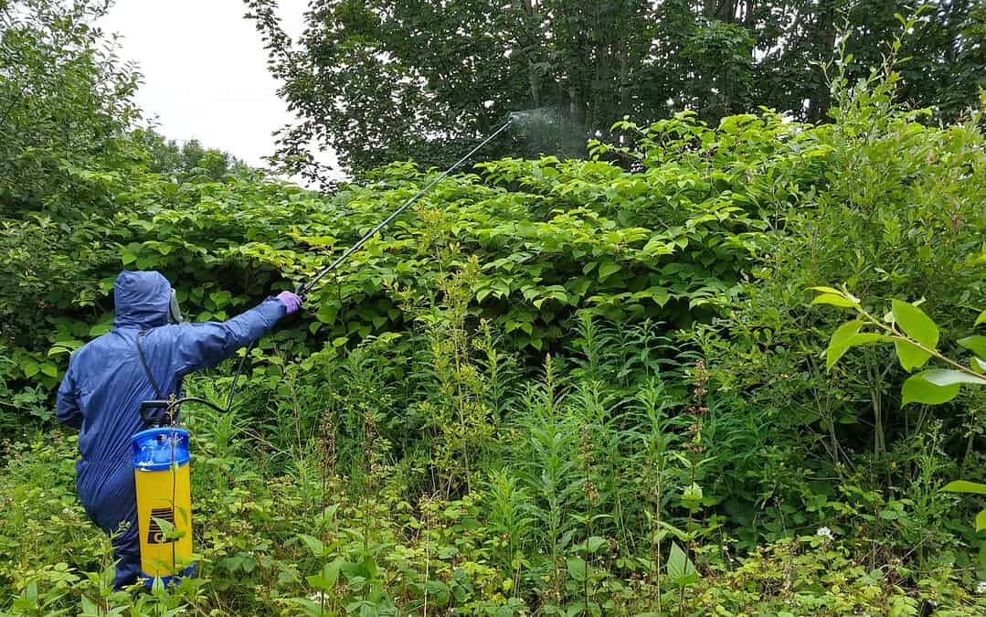 Knotweed removal team in action