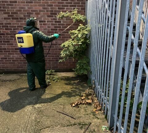Monitoring and maintenance for knotweed