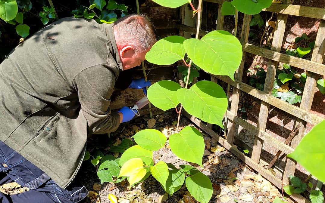 Knotweed removal team working